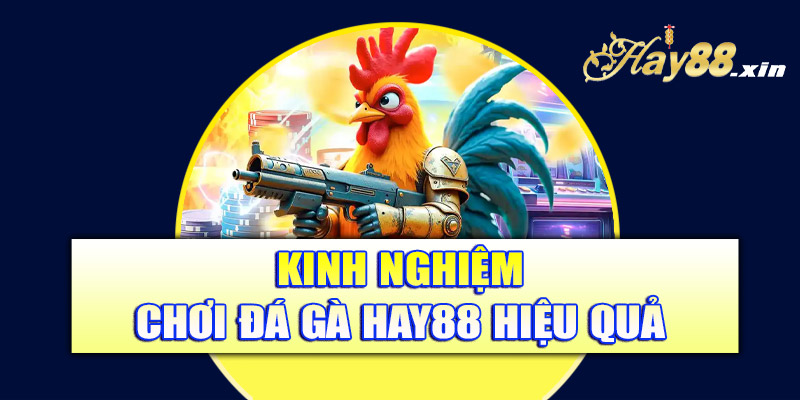 Kinh nghiệm chơi đá gà Hay88 hiệu quả