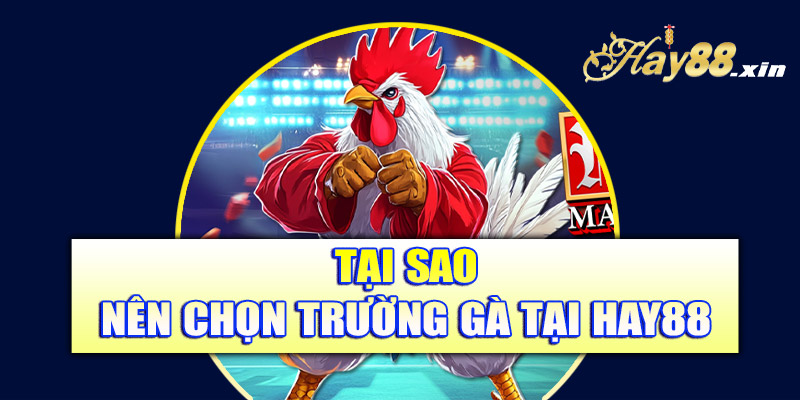 Tại sao nên chọn trường gà tại Hay88
